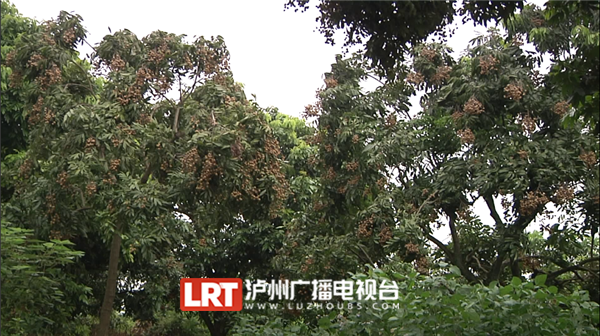 泸县潮河镇36000亩龙眼喜迎大丰收 预计产量超两万吨(图1)