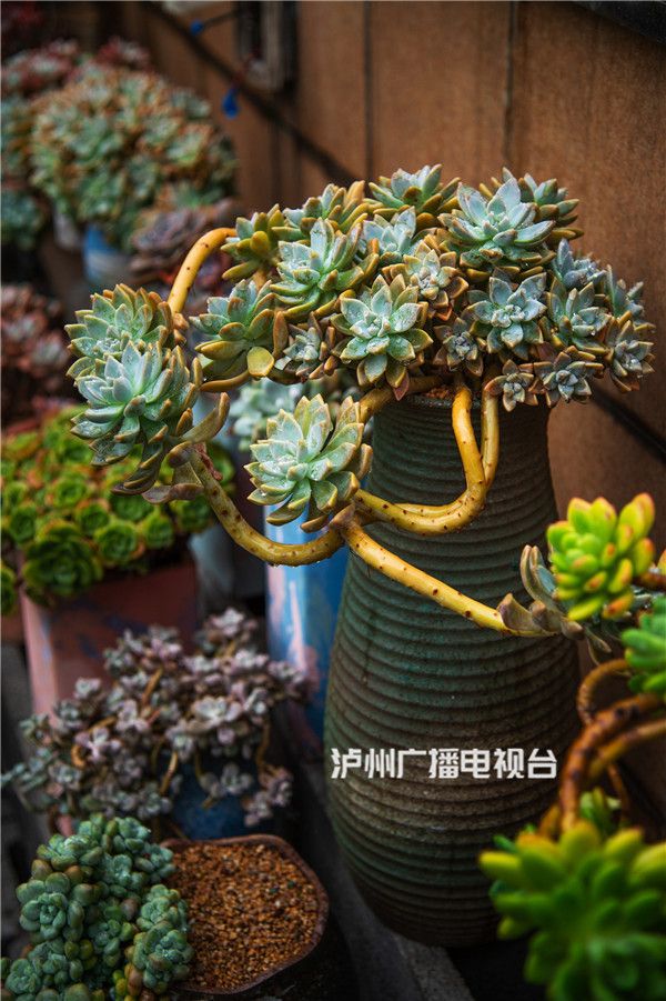 泸州第一家户外多肉植物花园综合性餐饮开业啦！