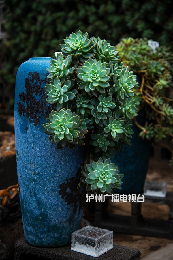泸州第一家户外多肉植物花园综合性餐饮开业啦！(图3)